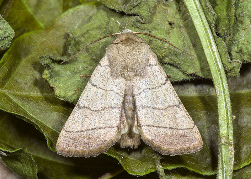 Charanyca (Charanyca) trigrammica, Noctuidae